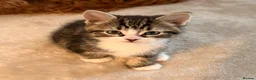 Mixed Breed cats for sale: Four beautiful kittens ready now  - Advert 6