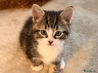 Mixed Breed cats 2 reserved 2lovely kittens ready now £100 - Advert 5