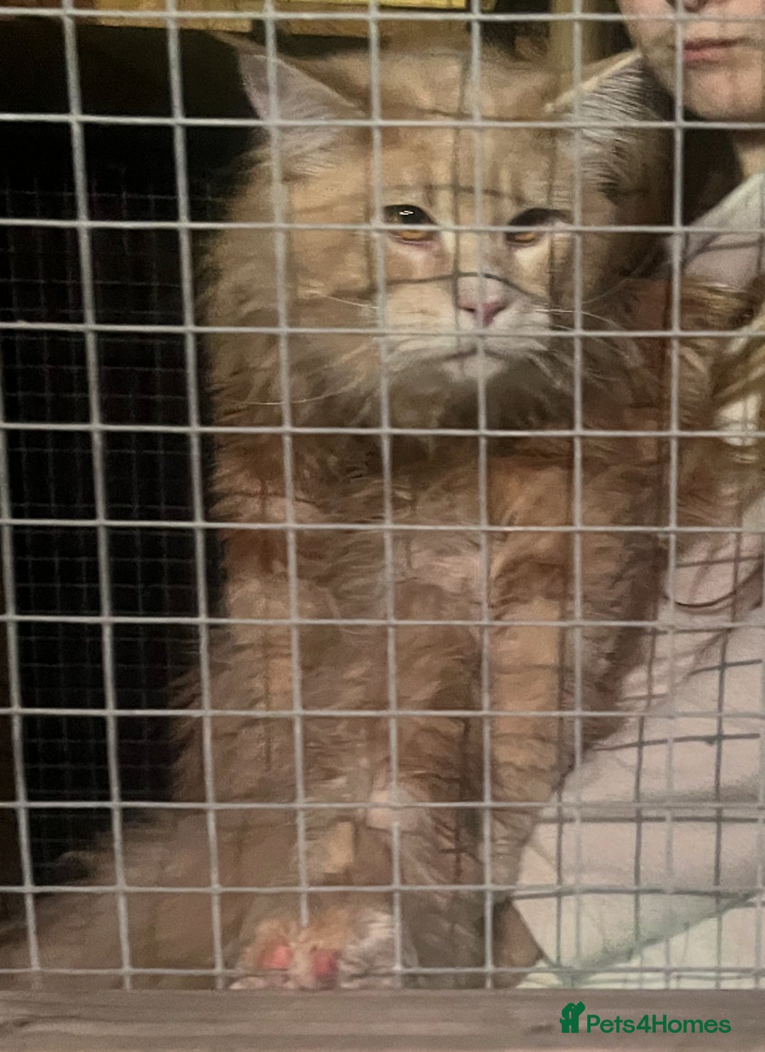 Maine Coon cats for sale: Beautiful huge boy  - Advert 5