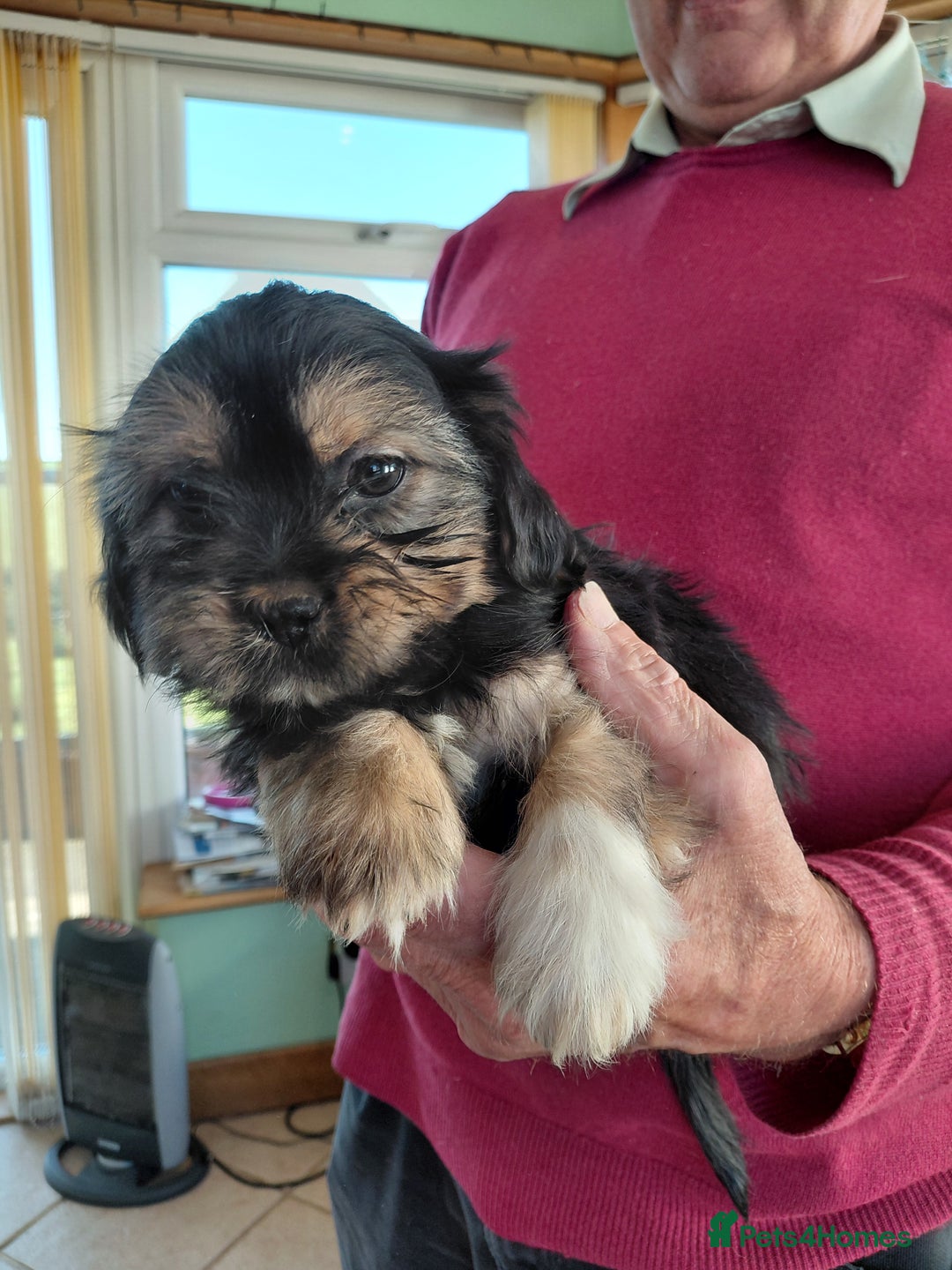 Mixed Breed dogs for sale: Shih tzu X Jackrussell Pups - Image 3