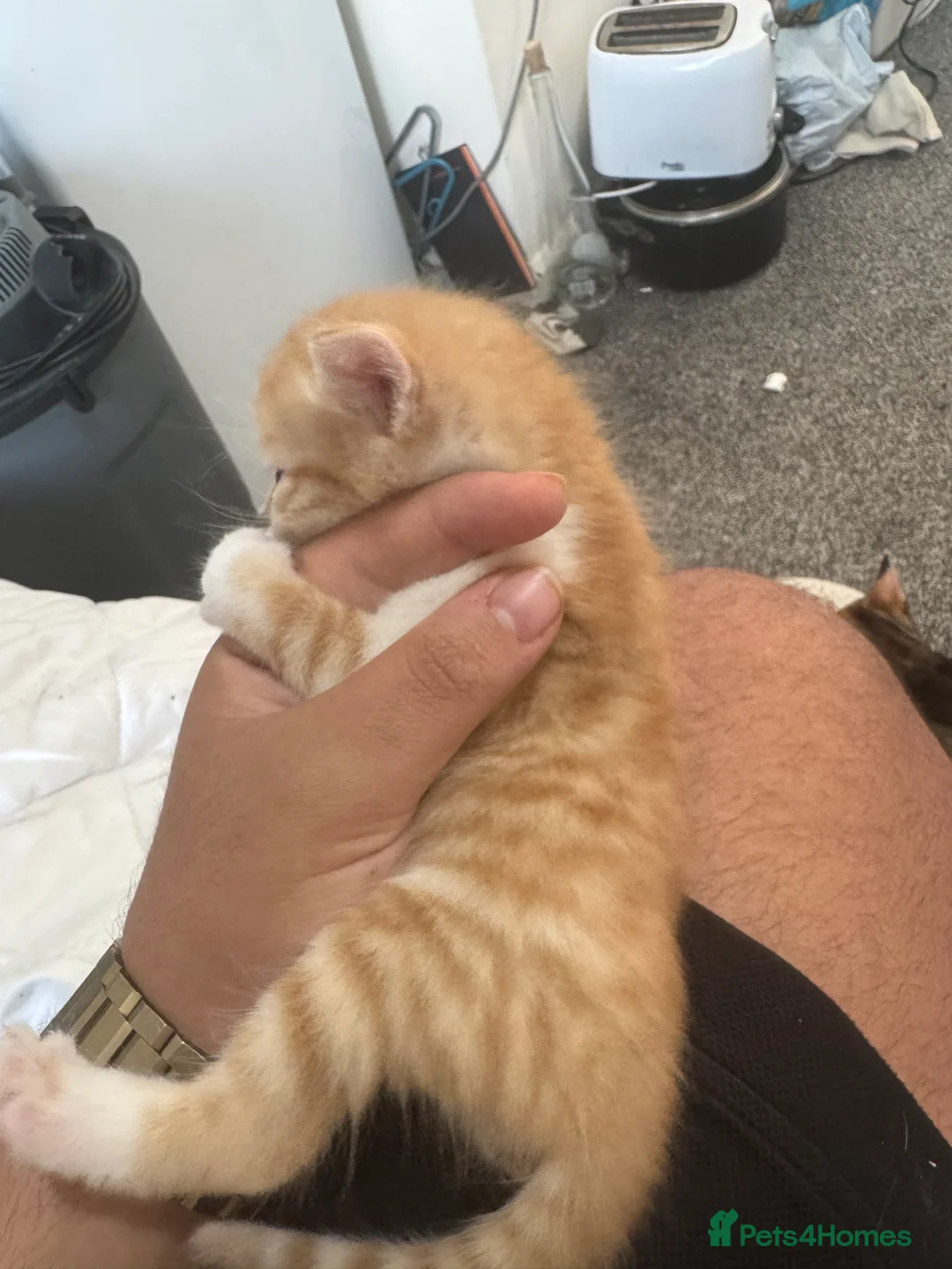 Mixed Breed cats for sale: Beautiful kittens for sale🩵 - Advert 2
