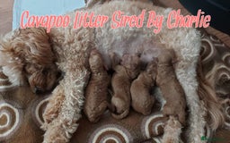 Toy Poodle dogs for stud: Red Toy Poodle Stud (3.5KG) in Mexborough - Image 5