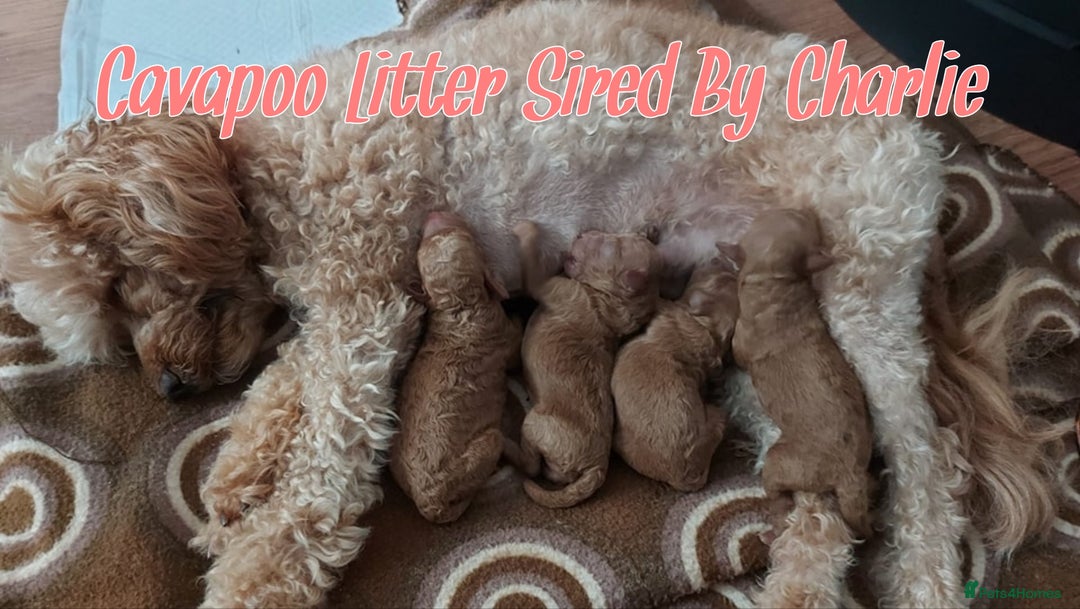 Toy Poodle dogs for stud: Red Toy Poodle Stud (3.5KG) in Mexborough - Image 5