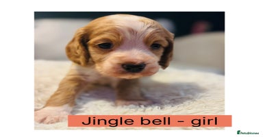 Cocker Spaniel dogs 6 Cocker Spaniel puppies for sale - Advert 6