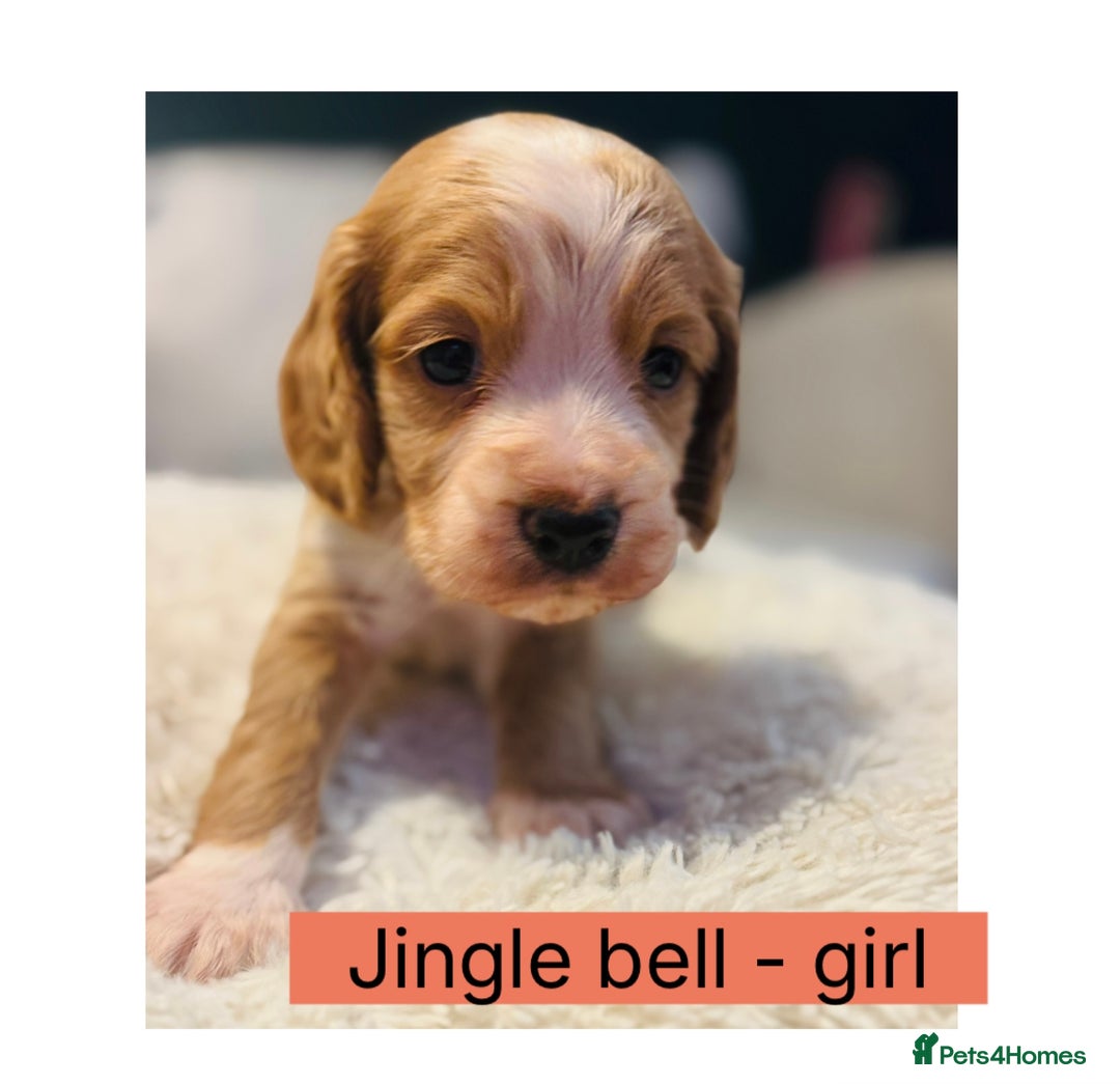 Cocker Spaniel dogs for sale: 6 Cocker Spaniel puppies for sale - Advert 3