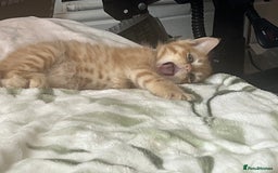 Mixed Breed cats for sale: 3 mixed male kittens for sale - Image 9