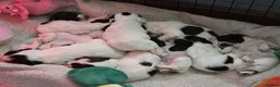 English Springer Spaniel dogs for sale: Health Tested Parents- KC Registered ESS - Advert 9