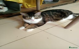 Mixed Breed cats for adoption: Perfect cuddly Patchi! - Image 3