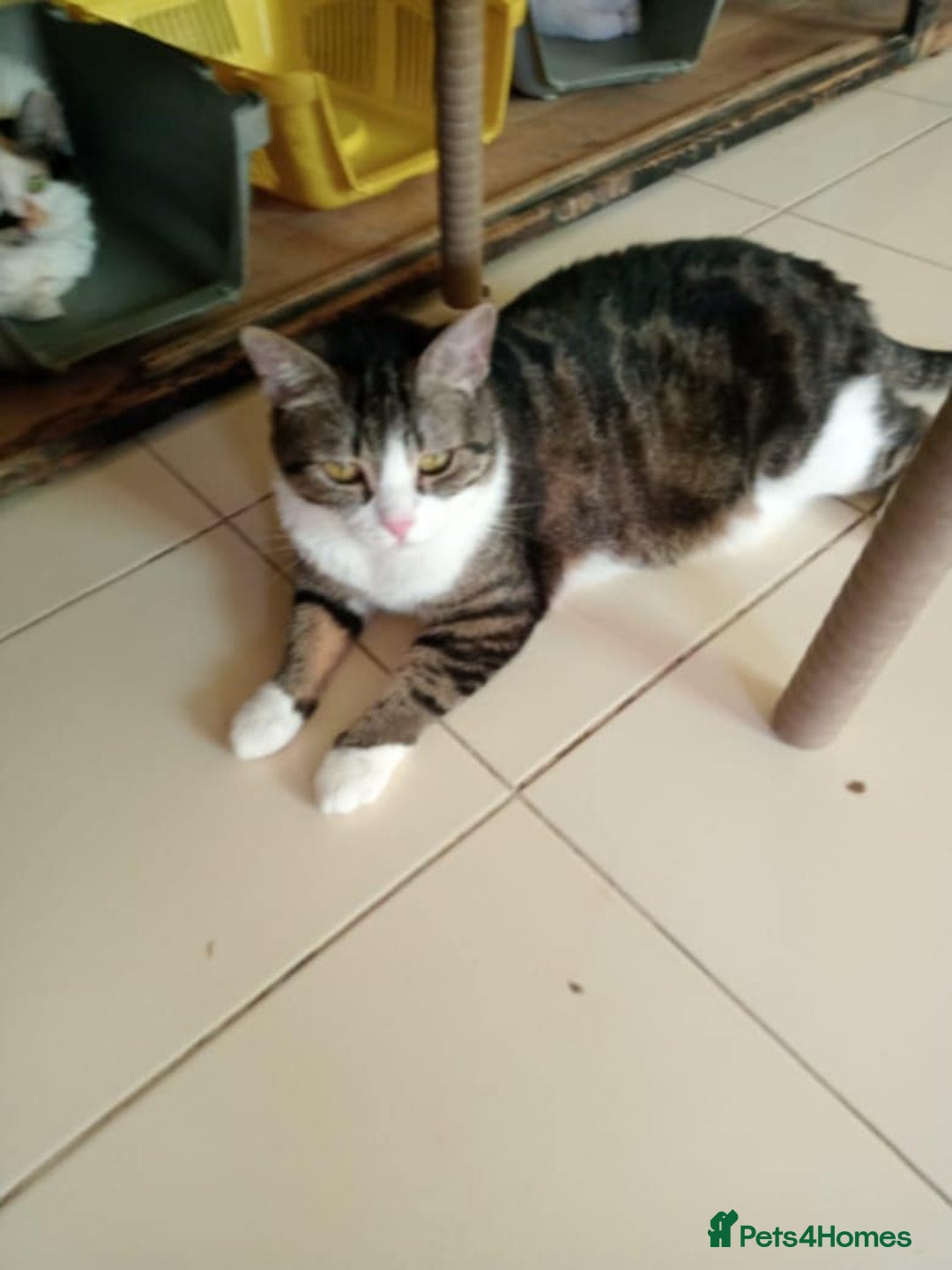 Mixed Breed cats for adoption: Perfect cuddly Patchi! - Image 3