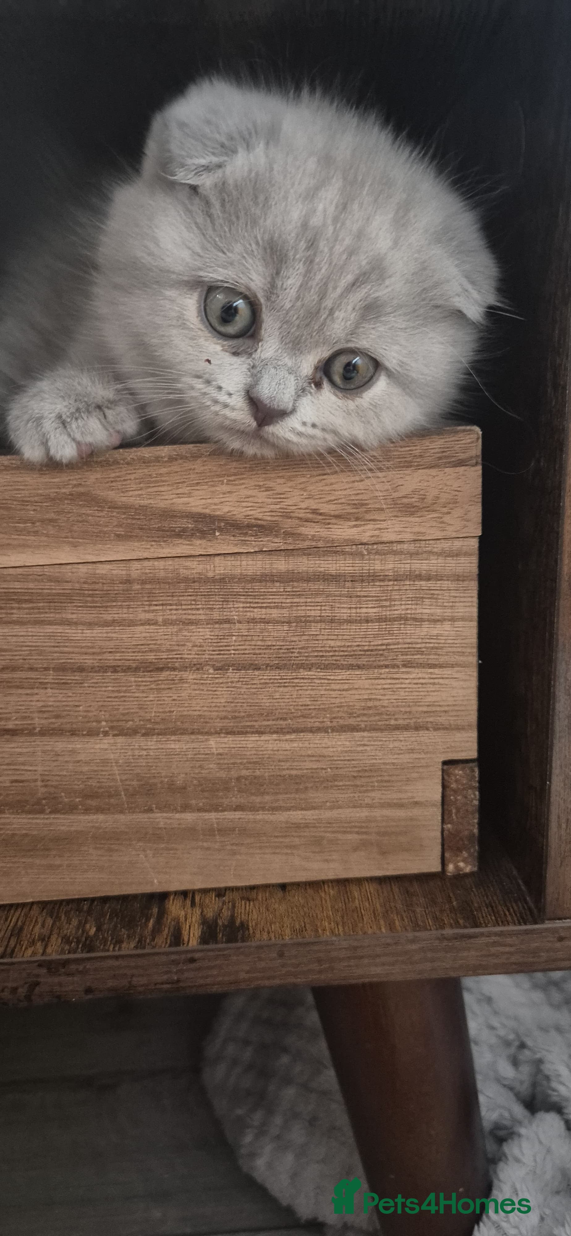 Scottish Fold cats Scottish fold  - Advert 2