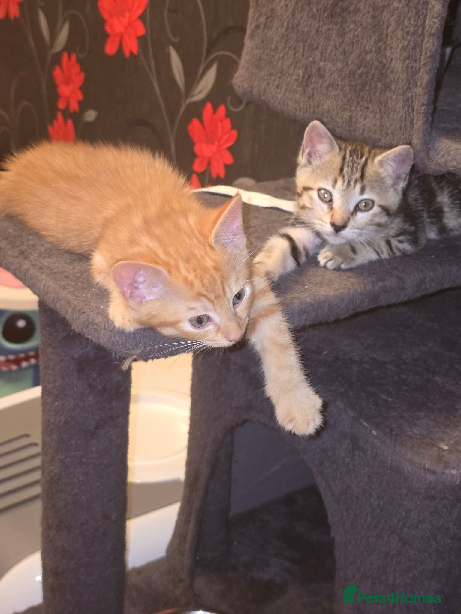 Mixed Breed cats Tabby & ginger and white kittens  - Advert 1