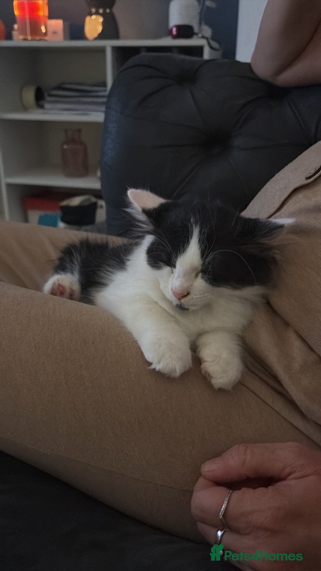Mixed Breed cats 4 kittens for sale - Advert 2