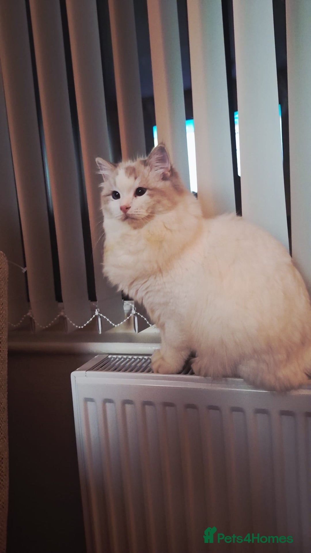 Ragdoll cats for sale: GCCF Pedigree Ragdoll Kitten - Advert 3