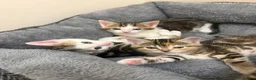Mixed Breed cats for sale: Beautiful kittens x exotic  in King's Lynn - Advert 4
