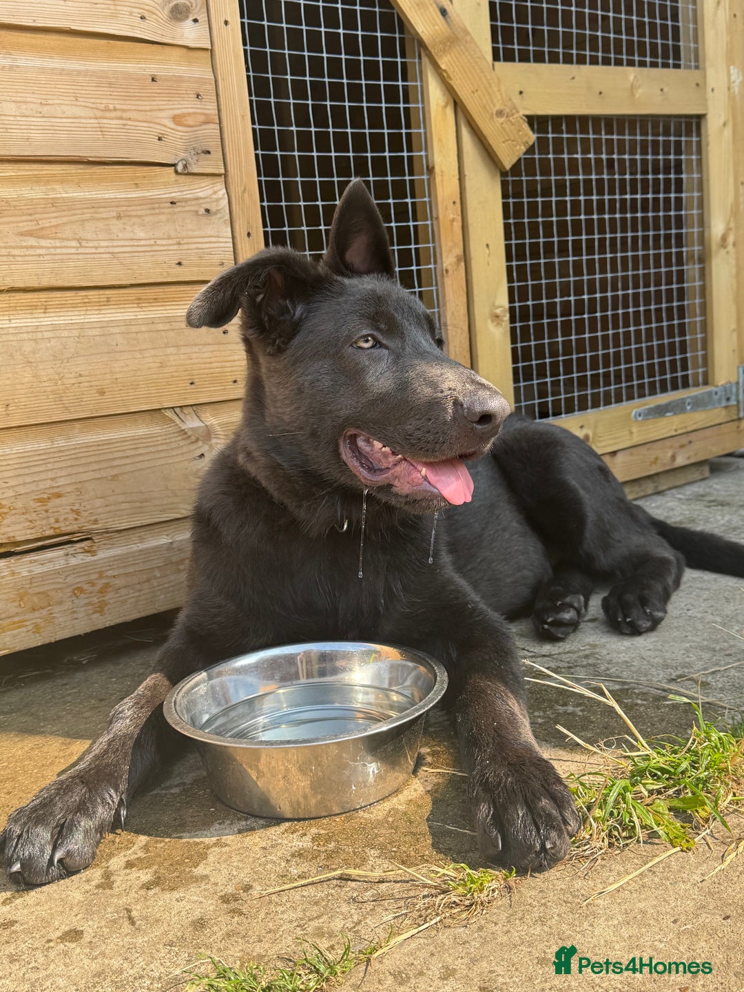 German Shepherd dogs for sale: Male German shepherd puppy  - Image 1