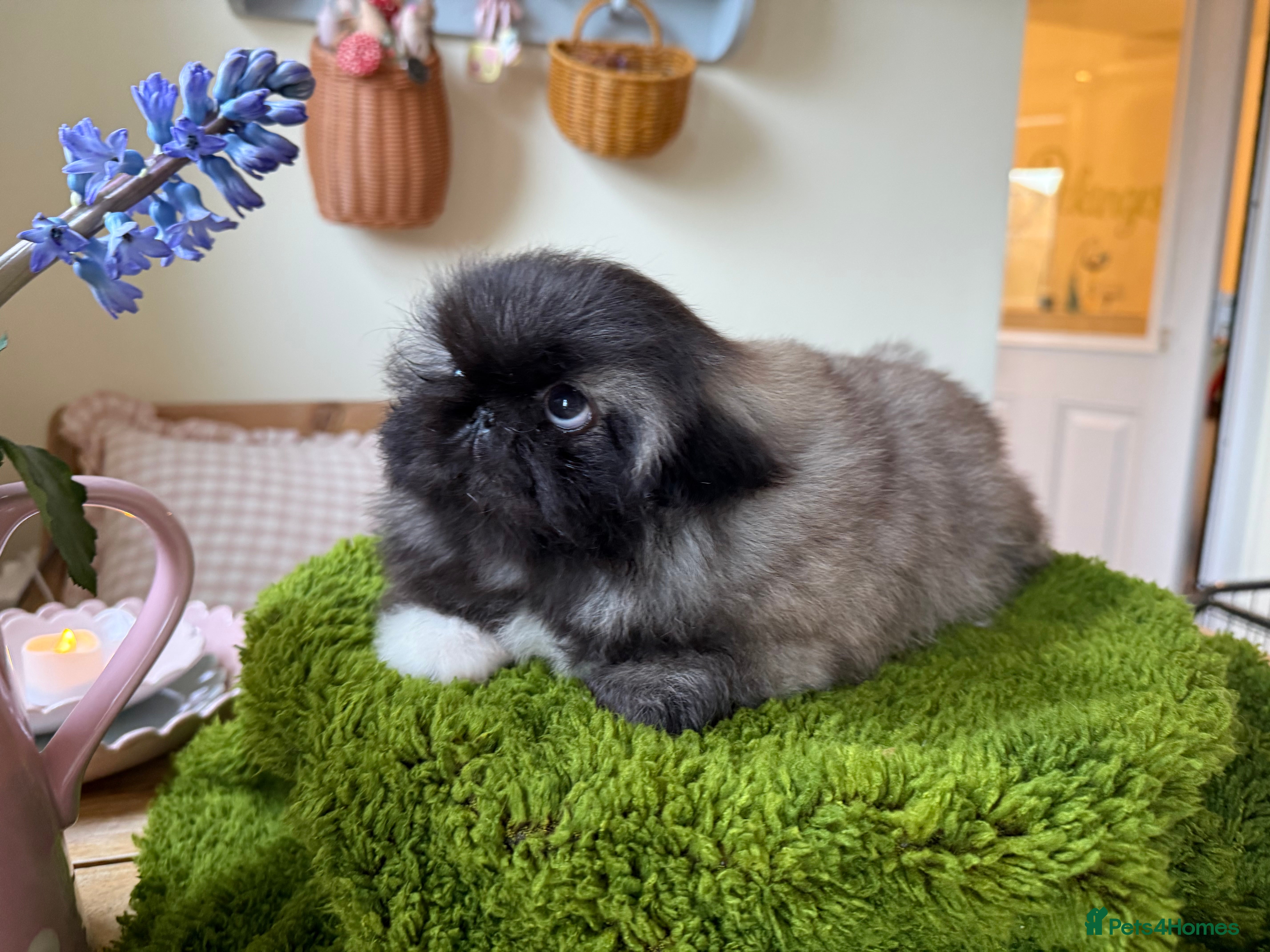 Pekingese dogs Biggiwigs Pekingese Puppy Availability - Advert 1