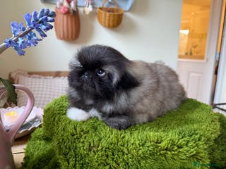 Pekingese dogs Biggiwigs Pekingese Puppy Availability - Advert 2