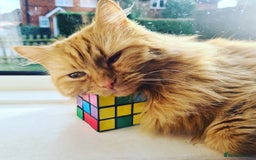 British Longhair cats for sale: Beautiful long haired ginger female  - Image 4