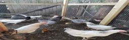 Chickens poultry for sale: Point of Lay Chickens for sale - Advert 3