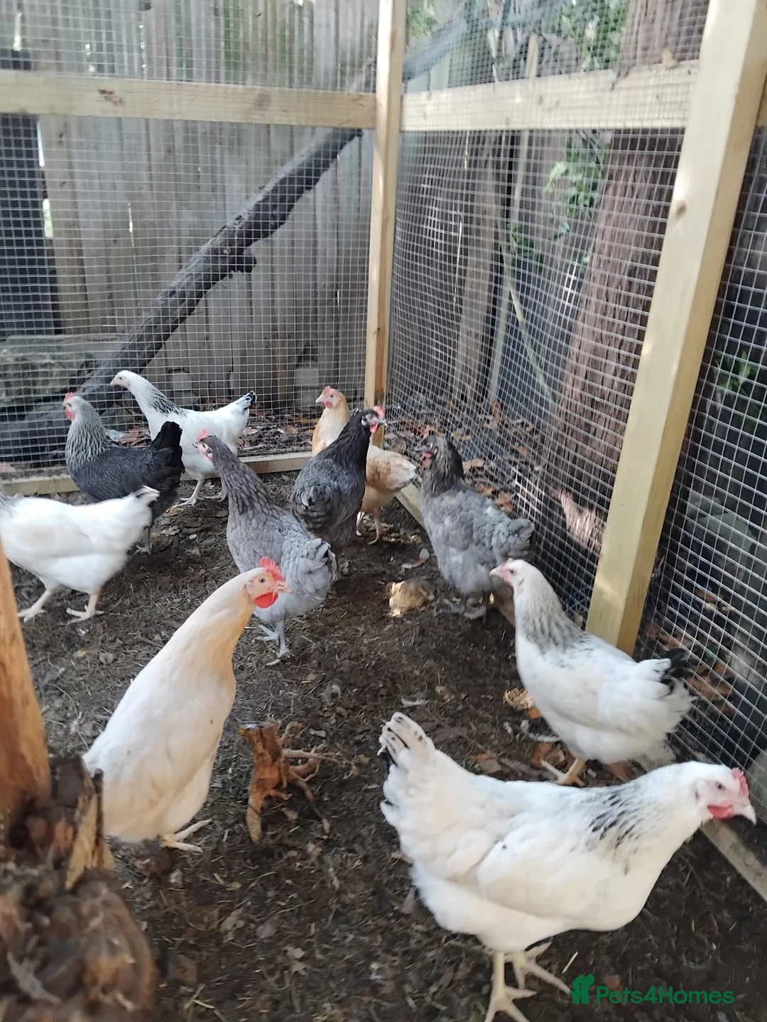 Chickens poultry for sale: Point of Lay Chickens for sale - Advert 3
