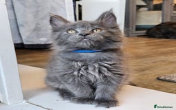Maine Coon cats for sale: 🔥*Stunning Litter of 8💎Solid Blue Maine Coon*🔥  - Image 2