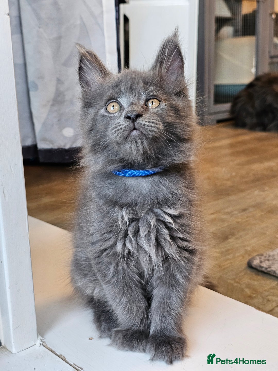 Maine Coon cats for sale: 🔥*Stunning Litter of 8💎Solid Blue Maine Coon*🔥  - Image 2