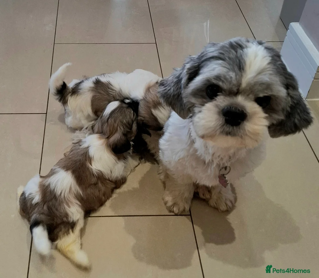 Shih Tzu dogs for sale: Gorgeous Shih tzu puppies! - Advert 1