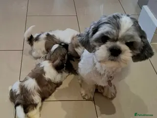 Shih Tzu dogs Gorgeous Shih tzu puppies! - Advert 4