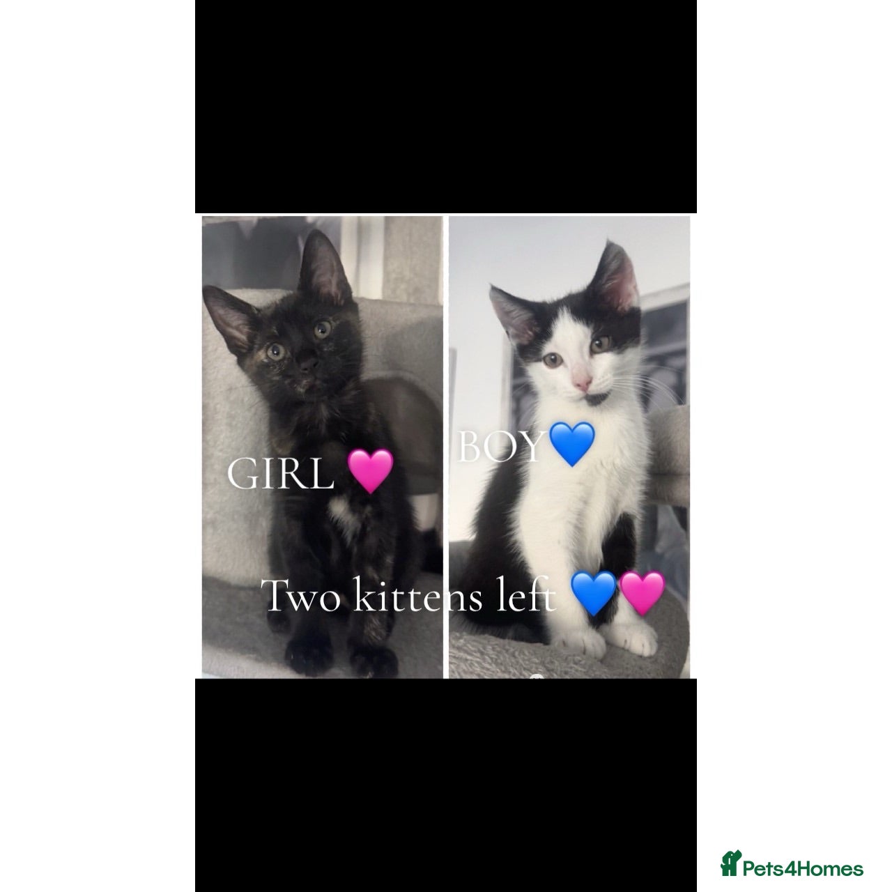 Domestic Shorthair cats 2 kittens left READY for collection 🩷💙 - Advert 13