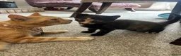 Domestic Shorthair cats for sale: Very cute and friendly litter of kittens  - Advert 7