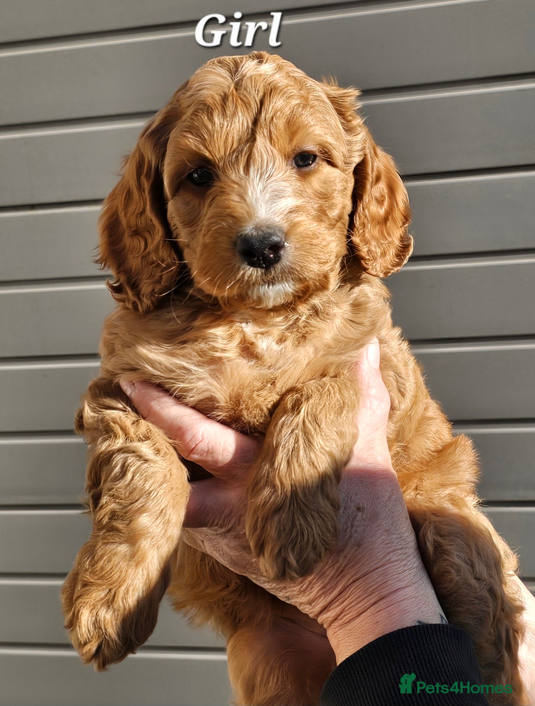 Cockapoo dogs F2 Cockapoo's  - Advert 2