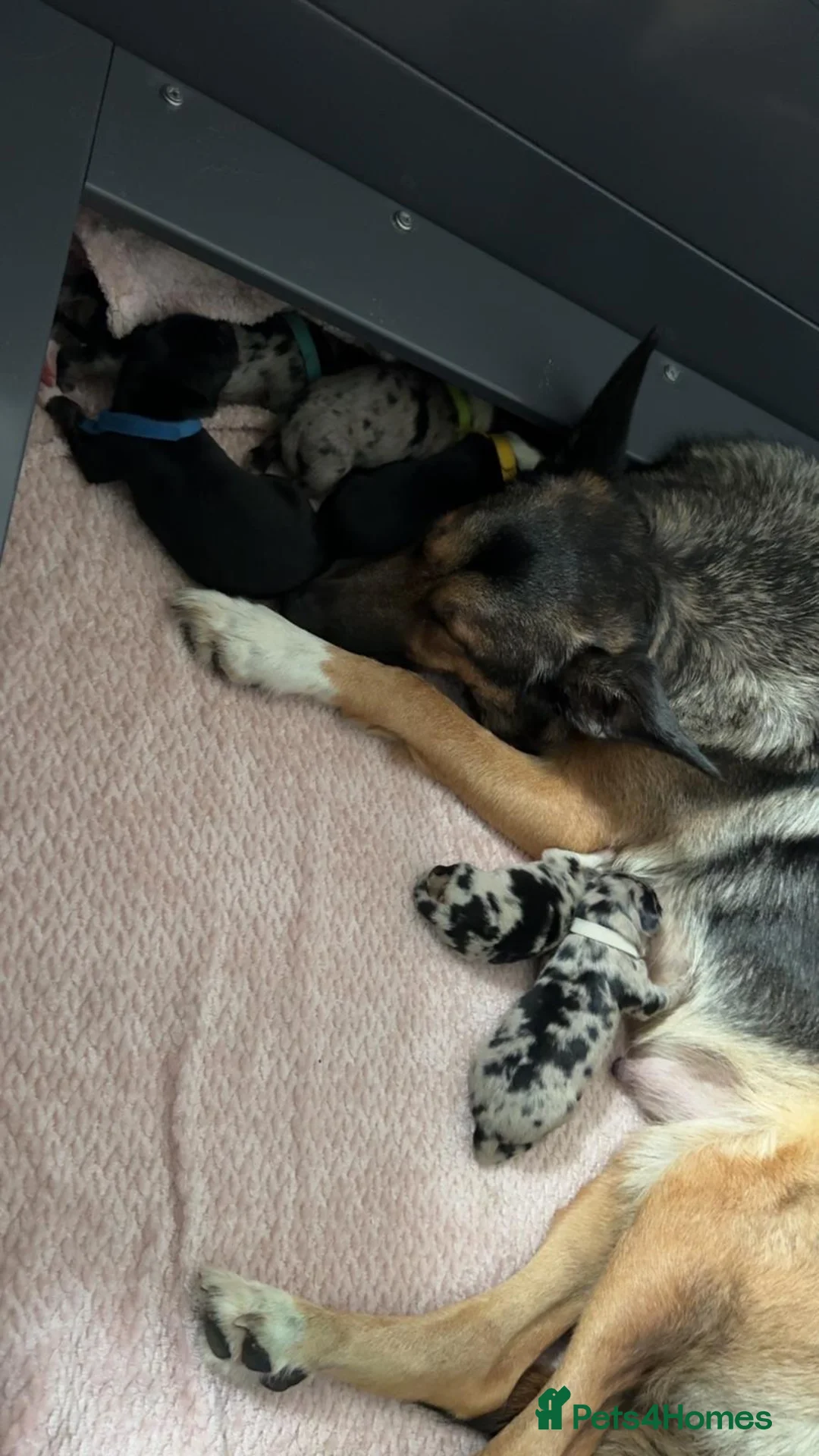 Border Collie dogs for stud: Proven pure bred tri coloured merle collie stud in Fakenham - Advert 18