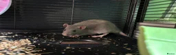 Rat rodents for sale: 2 gorgeous male rats  - Advert 6