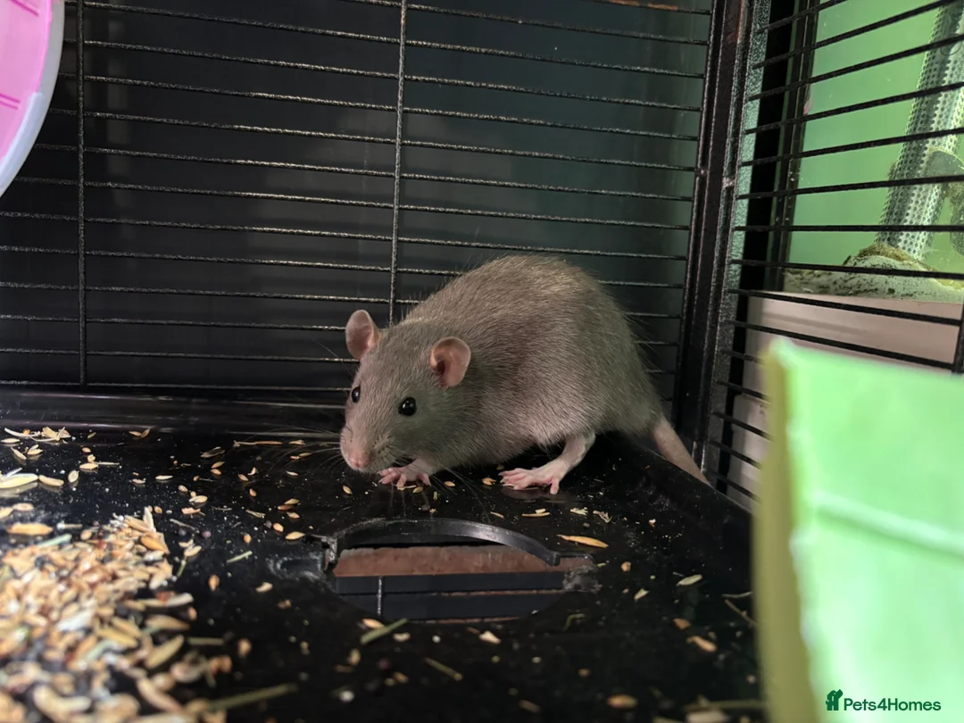 Rat rodents for sale: 2 gorgeous male rats  - Advert 6
