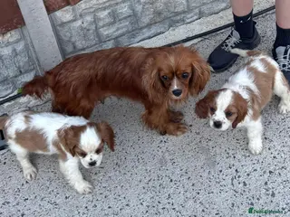 Cavalier King Charles Spaniel dogs Lovely king Charles Cavalier - Advert 3