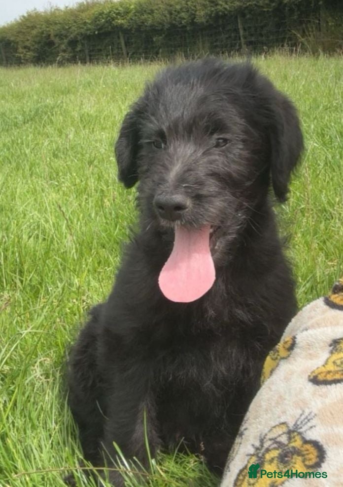 Mixed Breed dogs 3 gorgeous bouncy boys - Advert 2