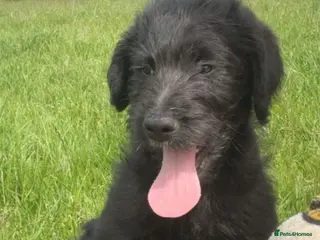 Mixed Breed dogs 3 gorgeous bouncy boys - Advert 2