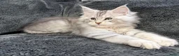 Maine Coon cats for sale: 🐾 TICA-Registered Maine Coon Kittens🐾 - Advert 14