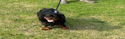 Cavalier King Charles Spaniel dogs for stud: Fully health tested Black and Tan stud.  in Wrexham - Advert 9
