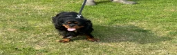 Cavalier King Charles Spaniel dogs for stud: Fully health tested Black and Tan stud.  in Wrexham - Advert 9