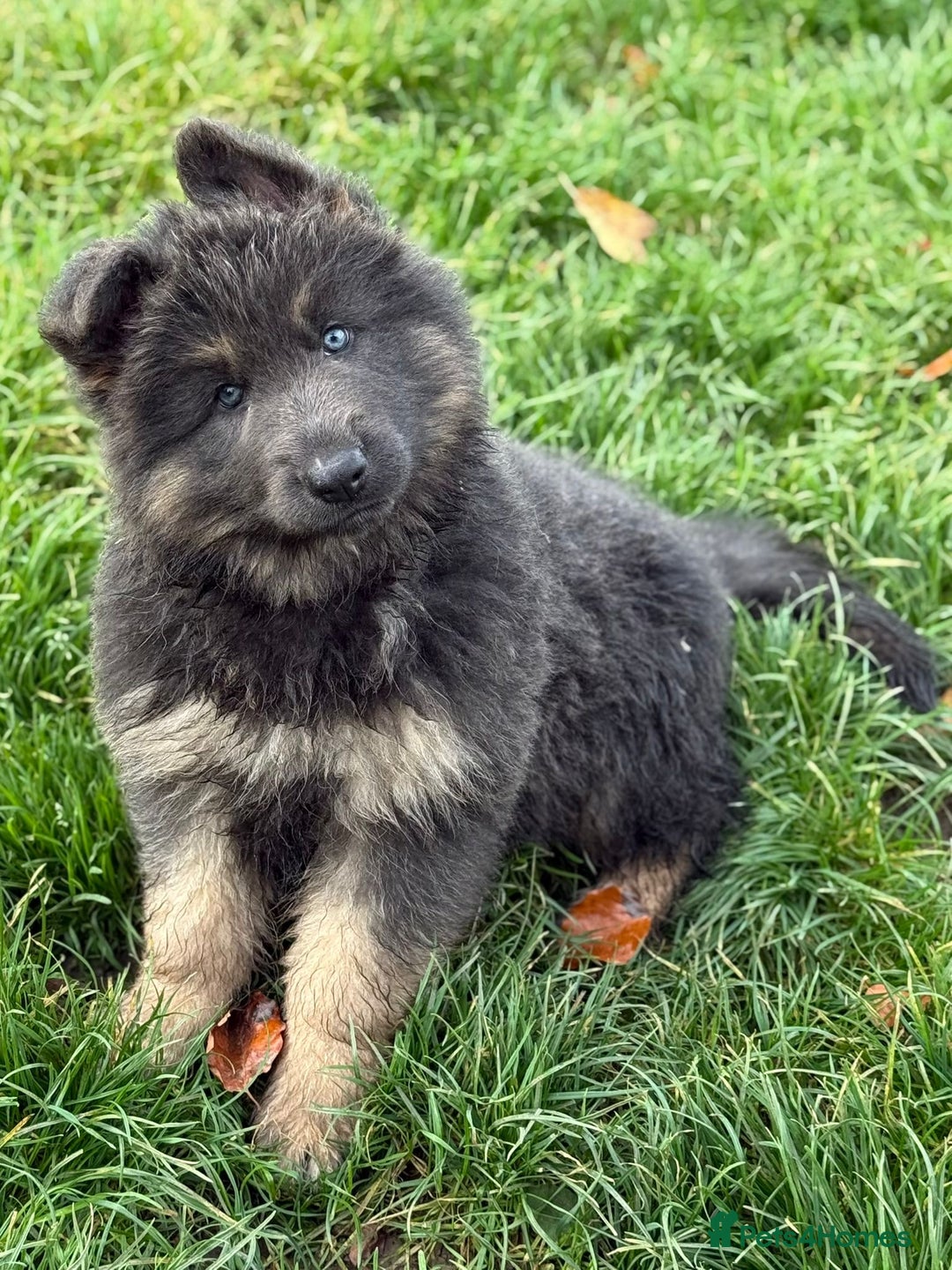 German Shepherd dogs for sale: ⭐️Chunky kc reg GSD pups ⭐️  - Image 4