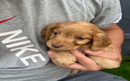 Cockapoo dogs for sale: ⭐️ 7 beautiful cockapoo puppies ⭐️  - Image 7