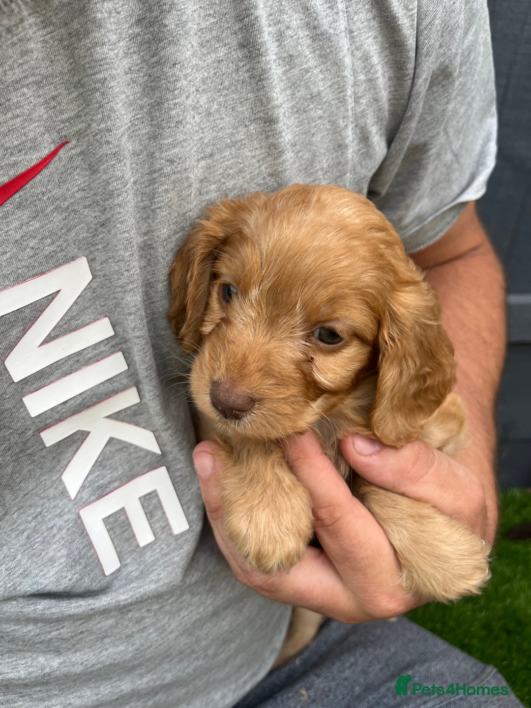 Cockapoo dogs for sale: ⭐️ 7 beautiful cockapoo puppies ⭐️  - Image 7