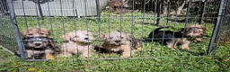 Norfolk Terrier dogs for sale: Norfolk terrier pups - Advert 4