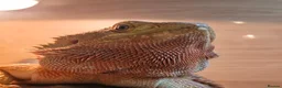 Bearded Dragon reptiles for sale: Bearded Dragon with Complete Vivarium Setup in Barnet - Advert 4