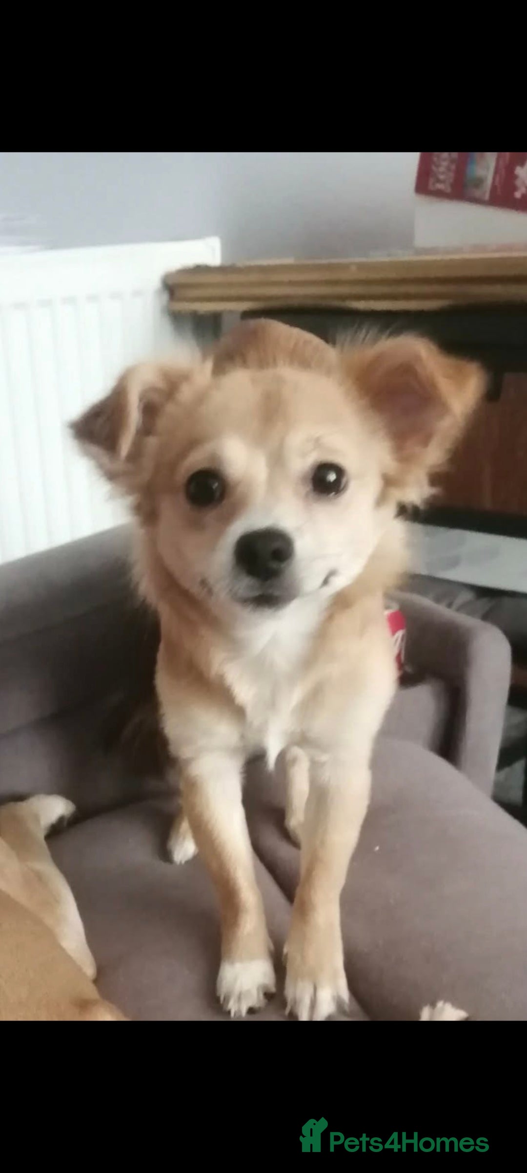 Chihuahua dogs for sale: Male Chihuahua 4yr old un nurtured for sale - Advert 3