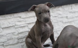 Staffordshire Bull Terrier dogs for sale:  Staffy Puppies 🐶  - Image 1