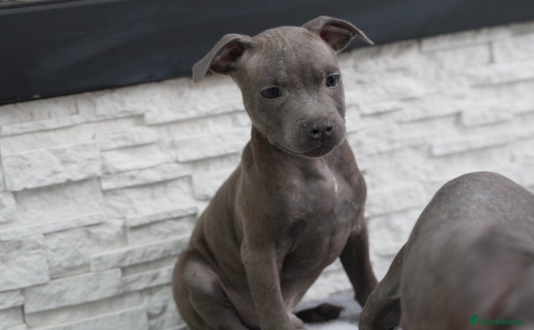 Staffordshire Bull Terrier dogs - Advert 2