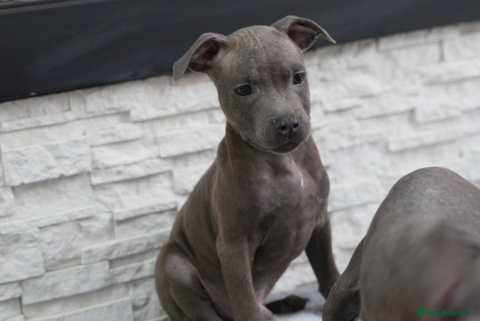 Staffordshire Bull Terrier dogs - Advert 1