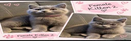 British Shorthair cats for sale: 💙 Adorable Blue British Shorthair Kittens 💙 - Advert 4